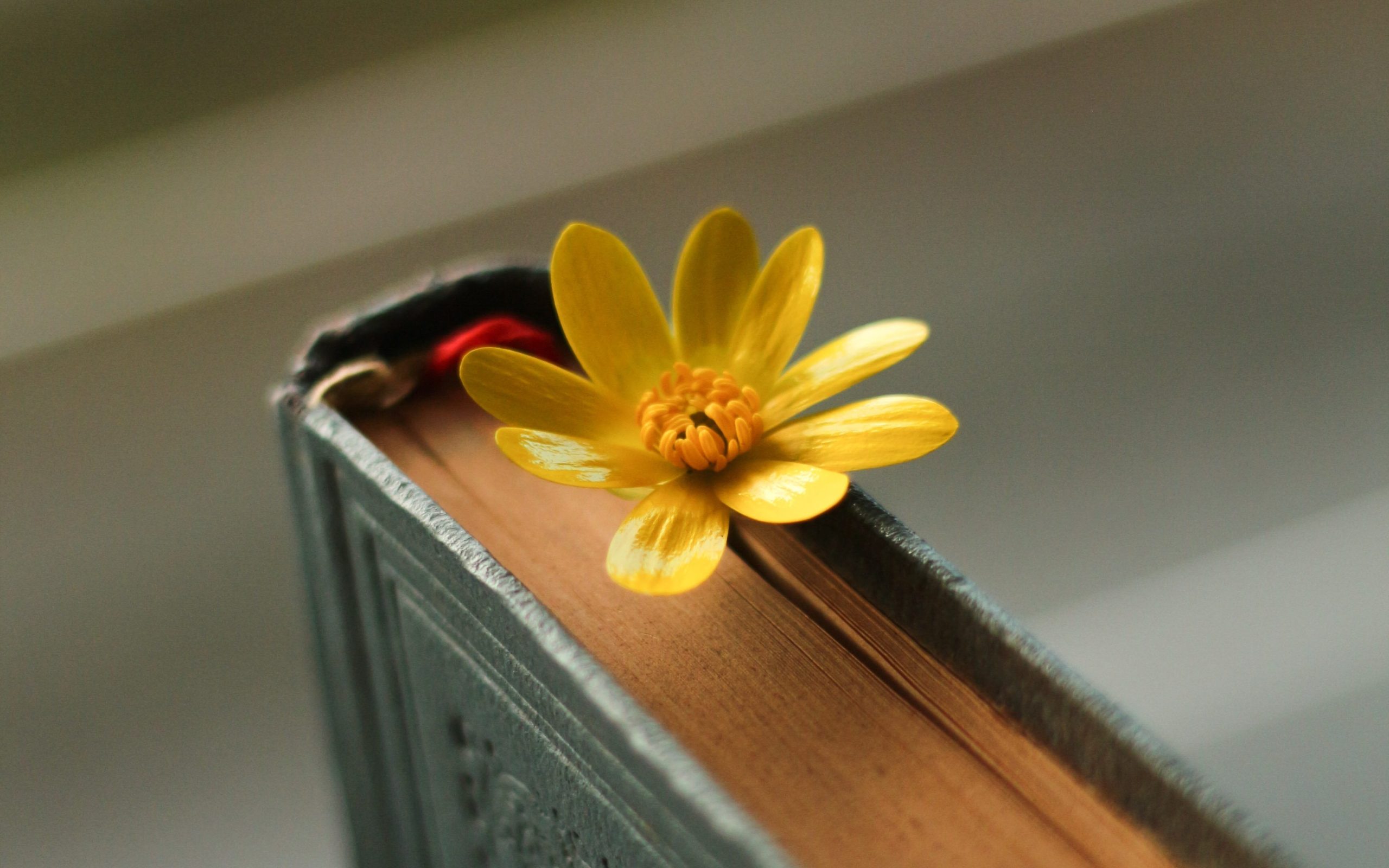 An image of a flower stuck between the pages of a closed book.